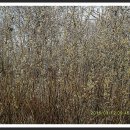 황새울공원 이미지