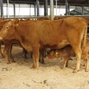 횡성한우 이미지