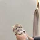 최고네코다리 | 전주 고양이 분양 / 모나미네코 전주점 / 경기도 고양이 분양 / 동탄 고양이 분양 / 세종 고양이 분양...