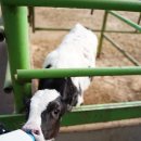 연보람목장 이미지