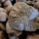 해뜰농장 이미지