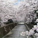 봄을 알리는 벚꽃 축제 "진해 군항제" 이미지