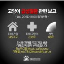 고양이 원인불명 급성질환 관련 제보 현상황: 88마리 사망(4/20 토 18:00기준) 이미지