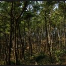 솔향기약국 이미지