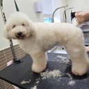 강아지 미용 | 애견미용자격증 준비와 강아지미용 실습 후기