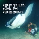 리브어라이브 | 몰디브 리브어보드 2019년 1월 아도라(스마일KK투어)