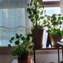 꽃보다김밥 이미지