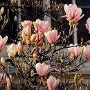 느긋한 시절 이미지