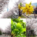 나를 유혹하는 봄섬의 향기, 선유도 벚꽃놀이 이미지