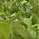 행운농장 이미지