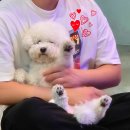 위드멍 애견유치원 이미지