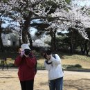 춘자 Daum카페