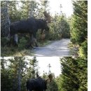 엘크사슴 이미지