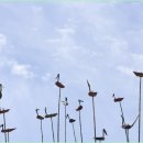 진또배기 이미지