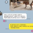 멍그니엘 애견호텔 서울강동점 이미지