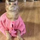 고양이 사진 있어요 싫으시면 패스요 이미지