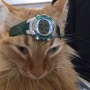 시간여행자 이미지