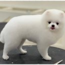키스더도그/아르테미스 네이버블로그