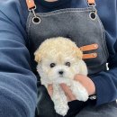 데려가시개 이미지