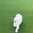 슈슈풀빌라 이미지