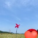 용수골꽃양귀비축제 | 강원도 주말 나들이 추천! 원주 용수골 꽃양귀비축제 후기💐주차·입장료·운영시간