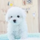 더독스 미니 네이버블로그