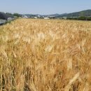 삼대농원 이미지