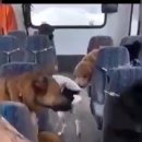 댕댕이버스 이미지