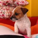 애견매니저 이미지