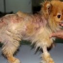 에이스동물병원 이미지