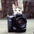 행복한 고양이 이미지