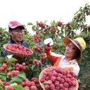 지리산꾸지뽕농장 이미지