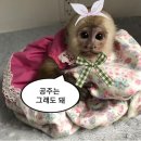 세븐일레븐 연신내행복점 | D. 11th Stage (서.투.가. 3편)