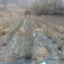 쌍치 농장 이미지