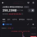 정진바이오 | [감동후기] 스프루스바이오사이언시스 급등 1,600%????