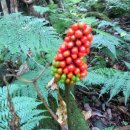 자연그리 이미지