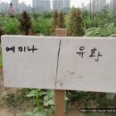 항산농장 Daum카페