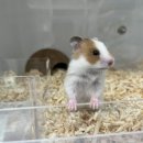 햄토리 군단 이미지