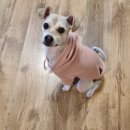 몽구리DOG 이미지