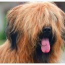 댕댕이지 이미지