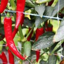 지티농장 이미지