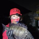 가덕도횟집 | 가덕도에서 낚시로 잡은 감성돔 회 맛집