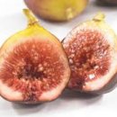 무화과나무 이미지