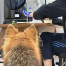 견생식탁 이미지