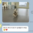 멍지중지 이미지