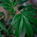 안성면099 이미지