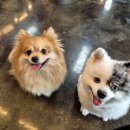 동물보육원 부천지부 이미지