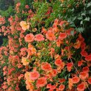 뚝섬한강공원-29 이미지