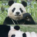판다 이미지