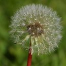 민들레네 이미지